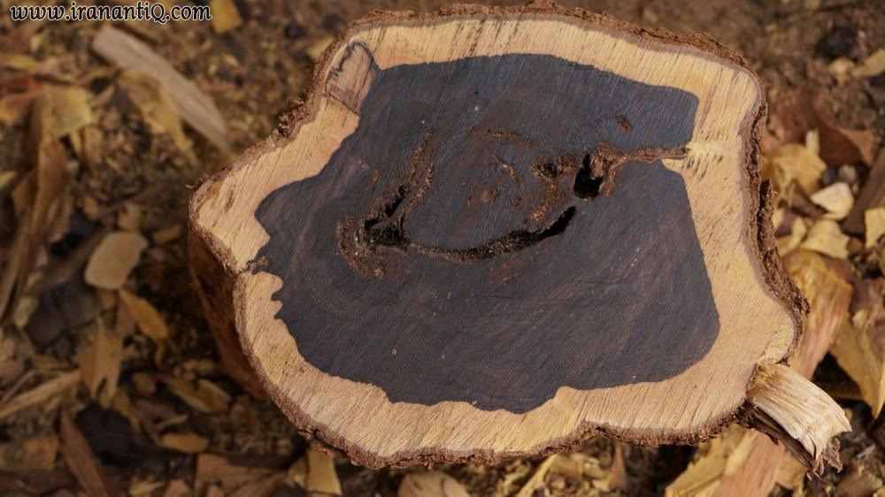 چوب آبنوس Ebony | گران ترین و بهترین چوب جهان