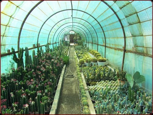 کاکتی استور اولین و بزرگترین بازار آنلاین تخصصی کاکتوس و گیاهان زینتی - چیکاو