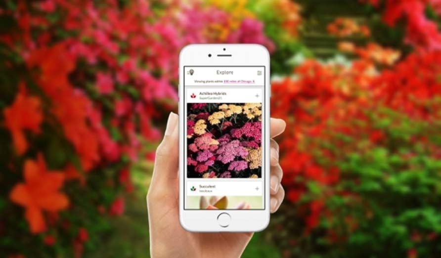 راهنمای خرید گل آنلاین در بهترین گل فروشی آنلاین تهران - چیکاو