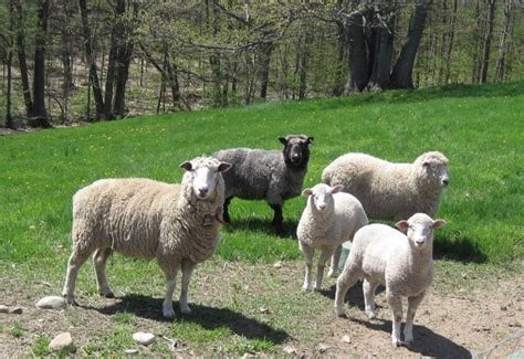 گوسفندان زنده - چیکاو