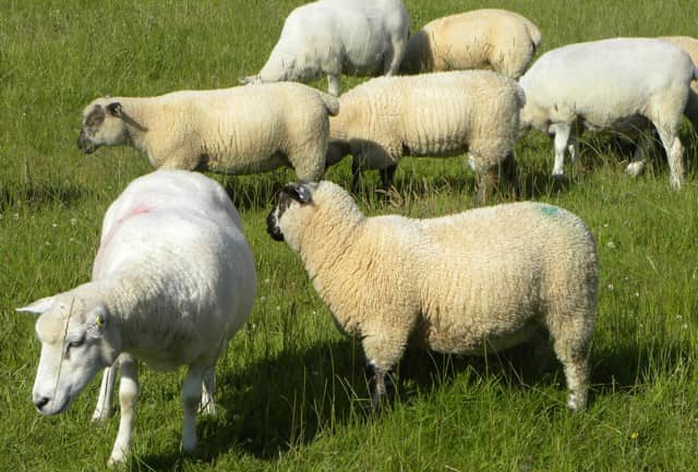 فروش و خرید گوسفند زنده از سایت دامکالا - چیکاو