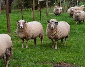 گوسفندان زنده - چیکاو