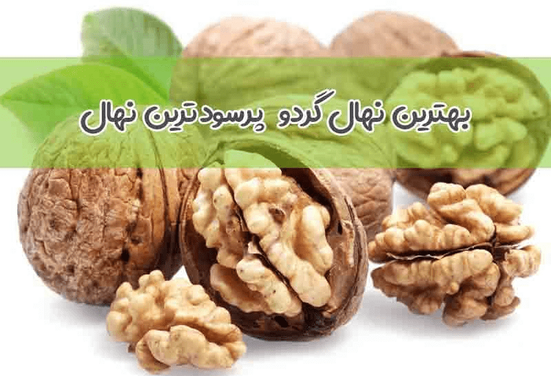 بهترین نهال گردو - چیکاو