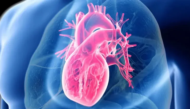 مطالعه جدید: رژیم کمچرب لزوماً برای قلب بهتر نیست - چیکاو